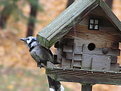 Picture Title - rainy snack for bluejay