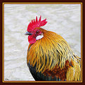 Picture Title - Cock