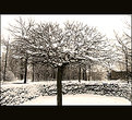 Picture Title - Snowtree