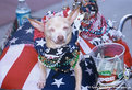 Picture Title - Patriotic Chihuahua