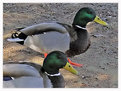 Picture Title - Ducks