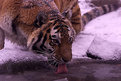 Picture Title - Tiger in the snow...