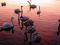 Picture Title - twilight swans 