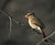 Female Cardinal