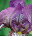 Picture Title - Just another Iris