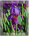 Picture Title - Garden Iris