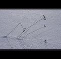 Picture Title - The loss