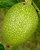 the walnut coccoon