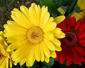 Picture Title - Big yellow flower