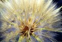 Picture Title - Dandelion