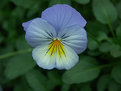 Picture Title - Pansy