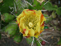 Picture Title - Cactus Flower