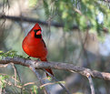 Picture Title - Male Cardinal