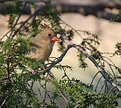 Picture Title - Female Cardinal