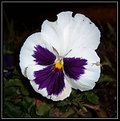 Picture Title - Another Pansy