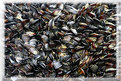 Picture Title - Mussels