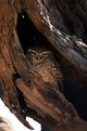 Picture Title - Spotted Owl!