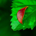 Picture Title - Green & Red