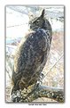 Picture Title - Great Horned Owl