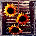 Picture Title - sunflowers