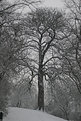Picture Title - Naked lady behind the tree