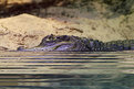 Picture Title - Gator