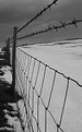 Picture Title - wire fence
