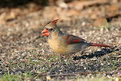 Picture Title - Female Cardinal #2