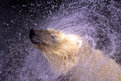 Picture Title - Icebear Swirl