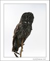 Picture Title - Great Grey Owl