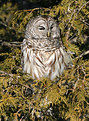 Picture Title - Owl