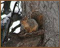 Picture Title - City Squirrel