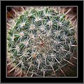 Picture Title - Cactus