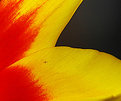 Picture Title - Tulip flame