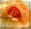 Picture Title - Apricot Dreaming