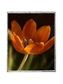 Picture Title - Orange tulip..