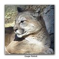 Picture Title - Cougar Portrait