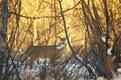 Picture Title - Winter Whitetail