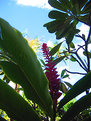 Picture Title - Hawaii Flower