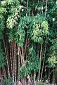 Picture Title - Bamboo