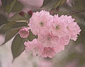 Picture Title - Cherry Blossoms