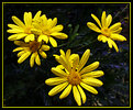 Picture Title - Yellow Dasies