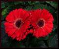 Picture Title - Red Dasies