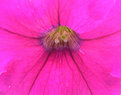 Picture Title - Petunia