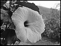 Picture Title - Fiore B&W