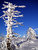 Shapes of Winter