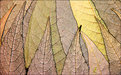 Picture Title - "Layers of leaves "