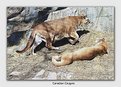 Picture Title - Canadian Cougars