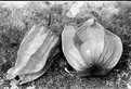 Picture Title - Physalis