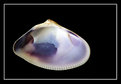 Picture Title - shell